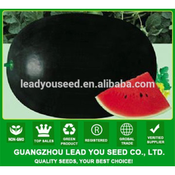 Graines de melon d&#39;eau hybrides noires de peau mince de MW18 Tuohei en ventes